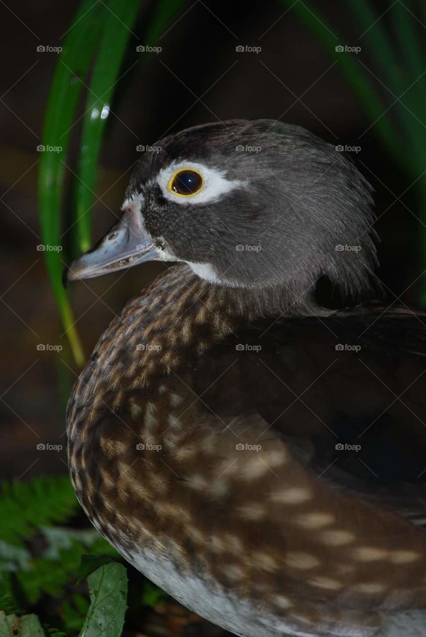 Wood Duck