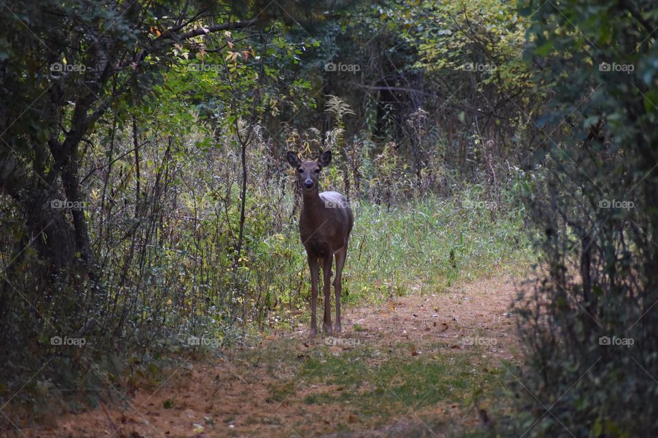 A curious doe on a dirt path