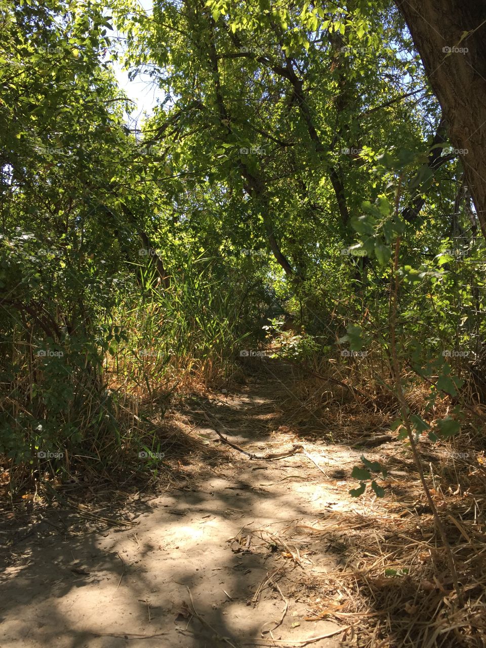 River Bank Path. A well traveled path along the banks of the North Platte River in Wyoming