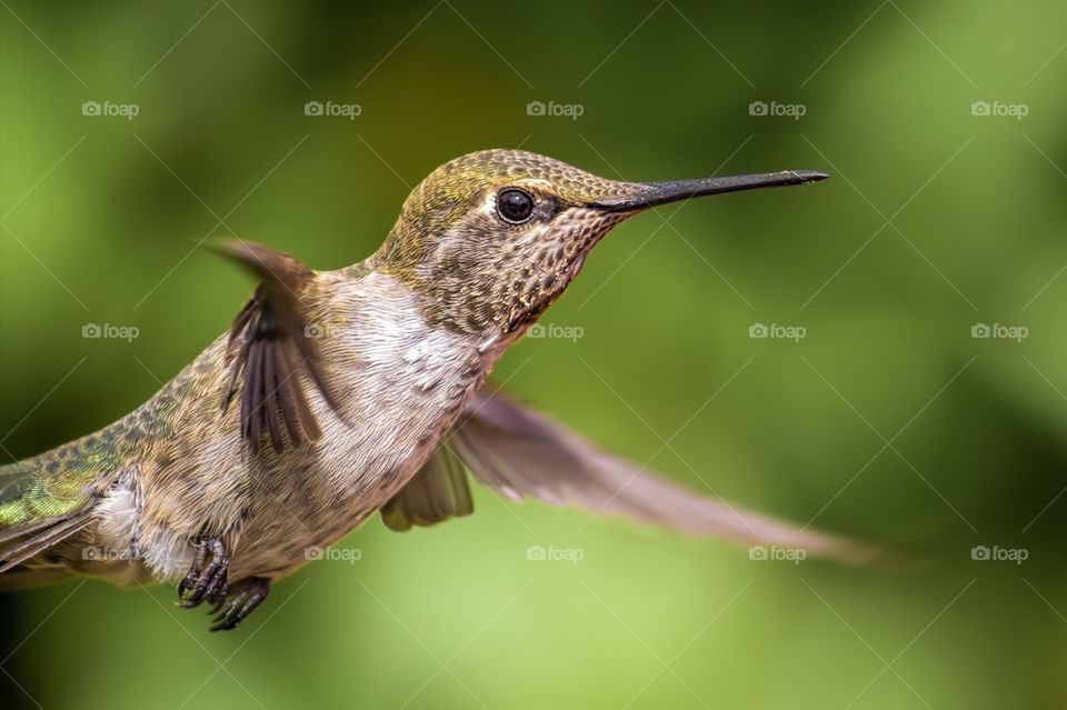 Close-up of ruby-throated hummingbird