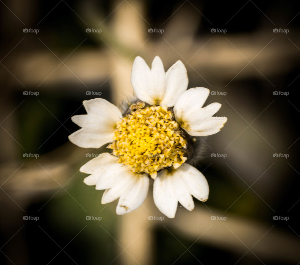 grass flower