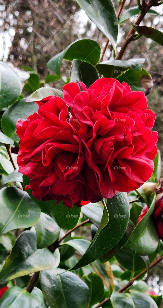 close up view of a bold red flower blossom blooming on a Spring morning in Oregon