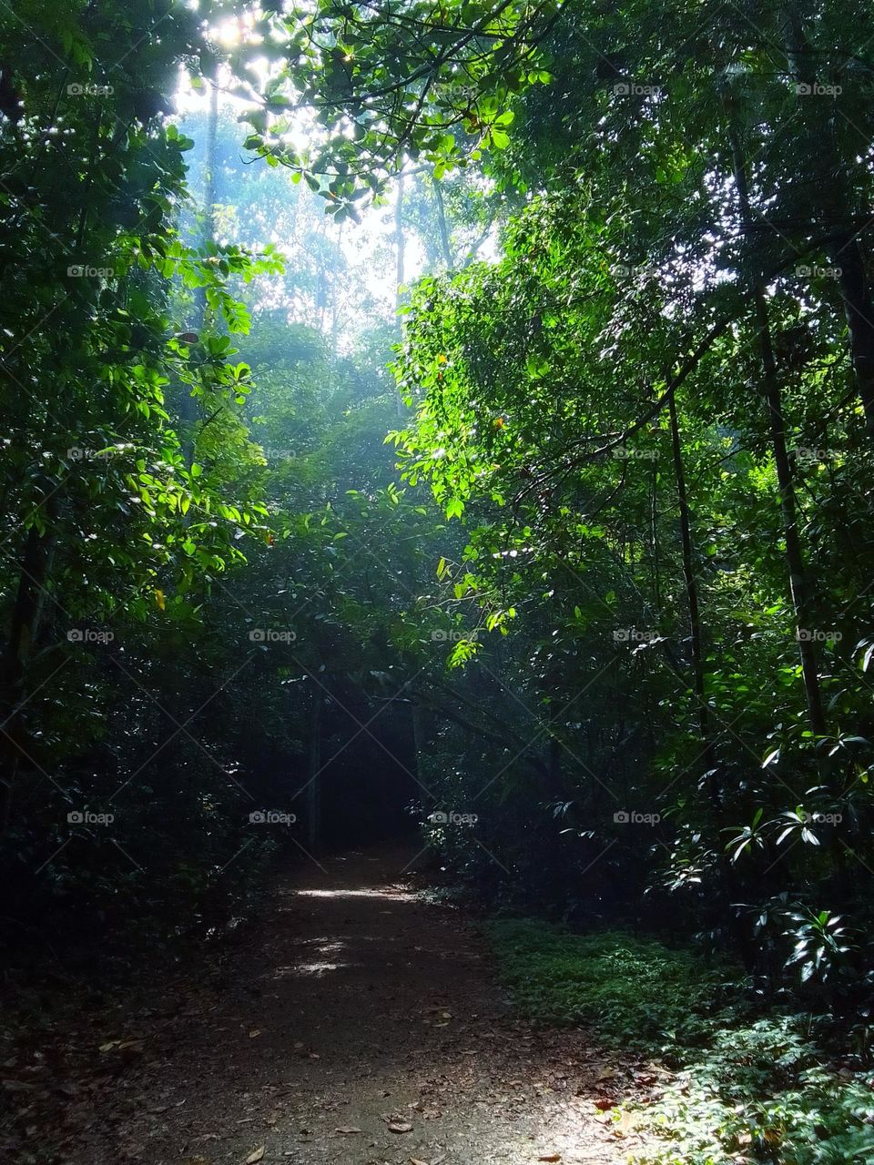Kanneliya forest