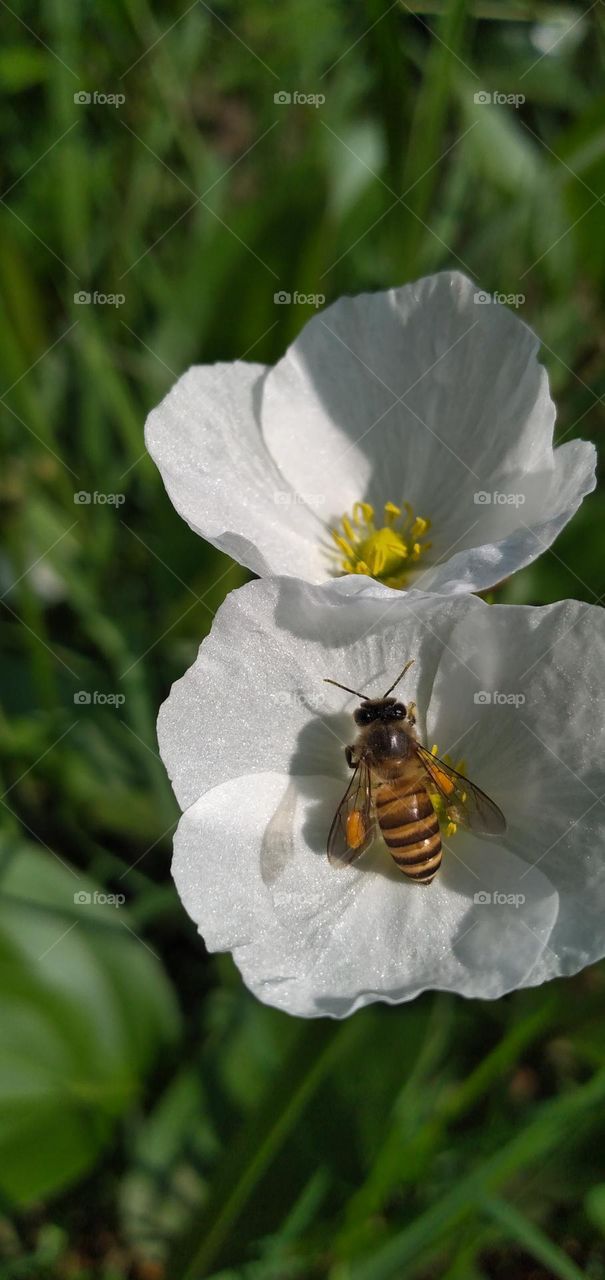 Beetle sucking honey on flower nectar