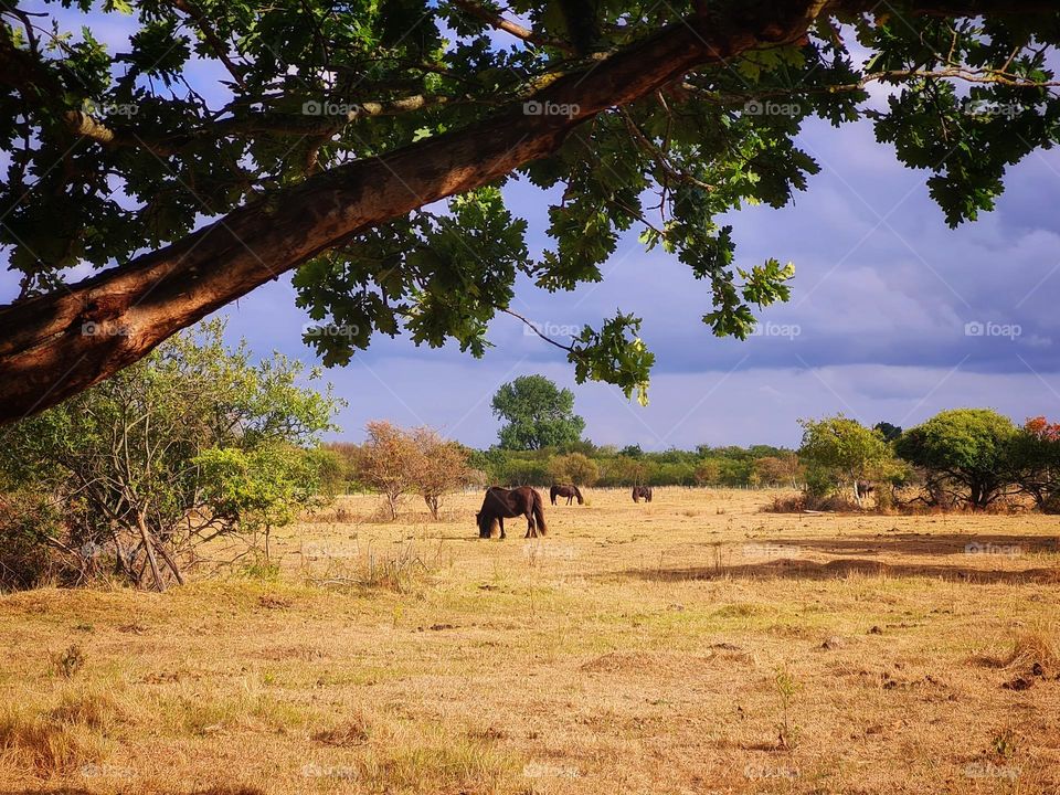 Horses in freedom on a sunny day