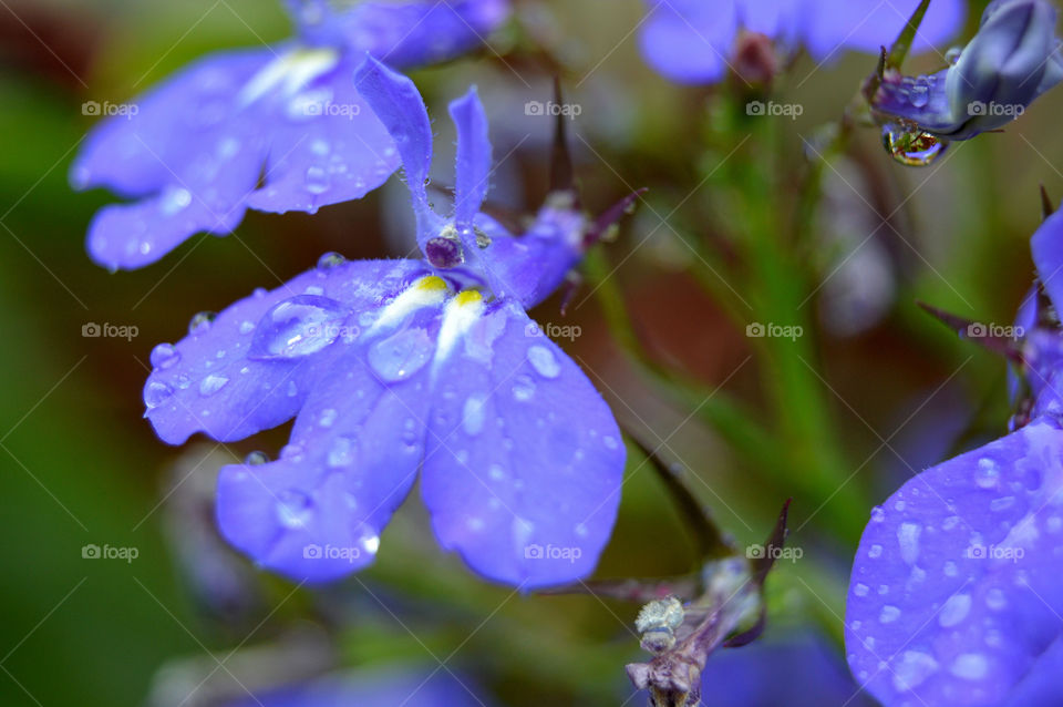 Lobelia flowers after the rain.