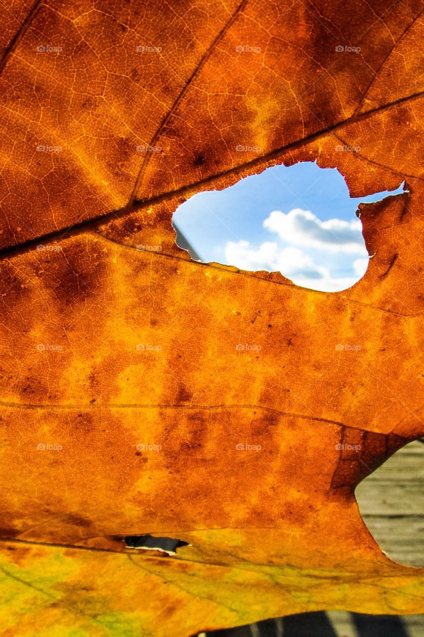 Autumnal Window Sky View