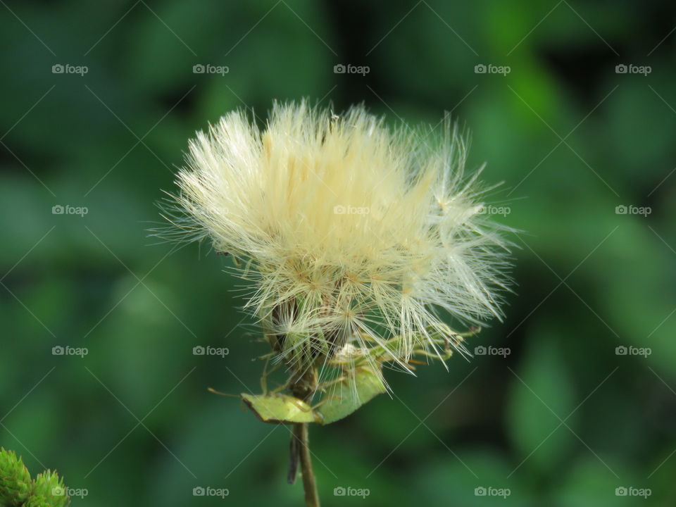 dandelion in the afternoon sun