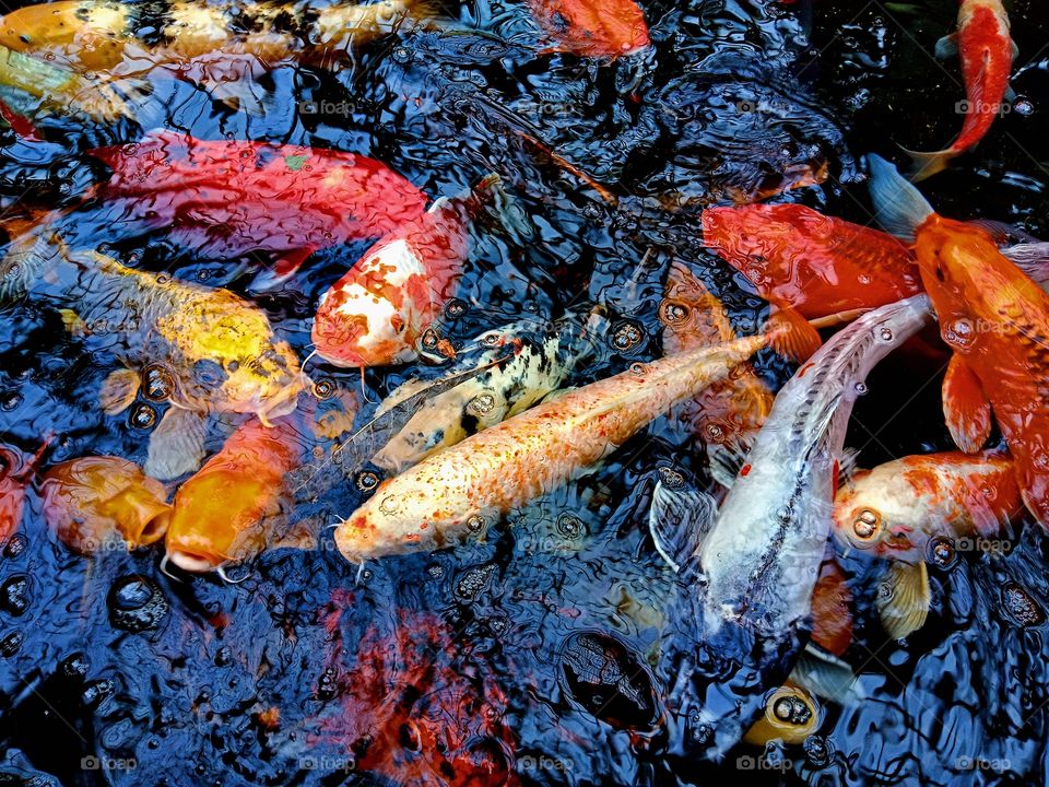 they are Koi fish- lovely to see