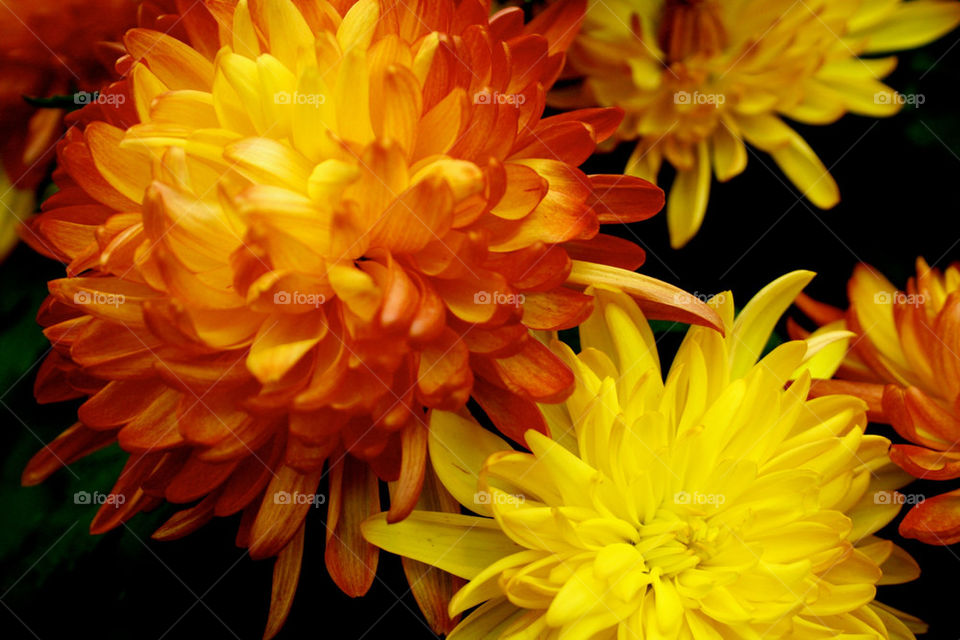 yellow pretty flower orange by lmtrent