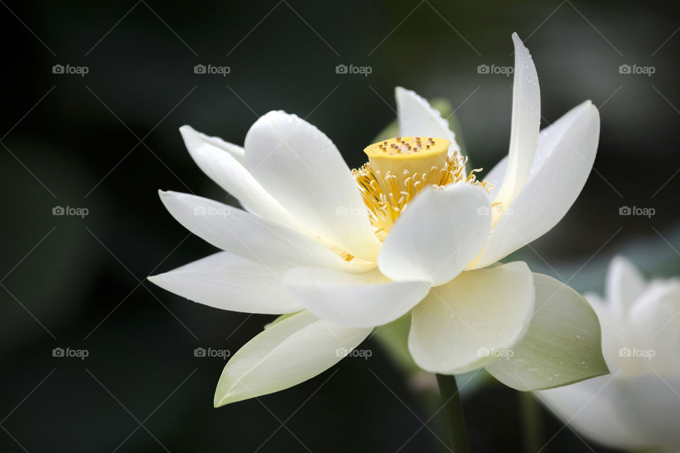 White water lily on dark contrasty background