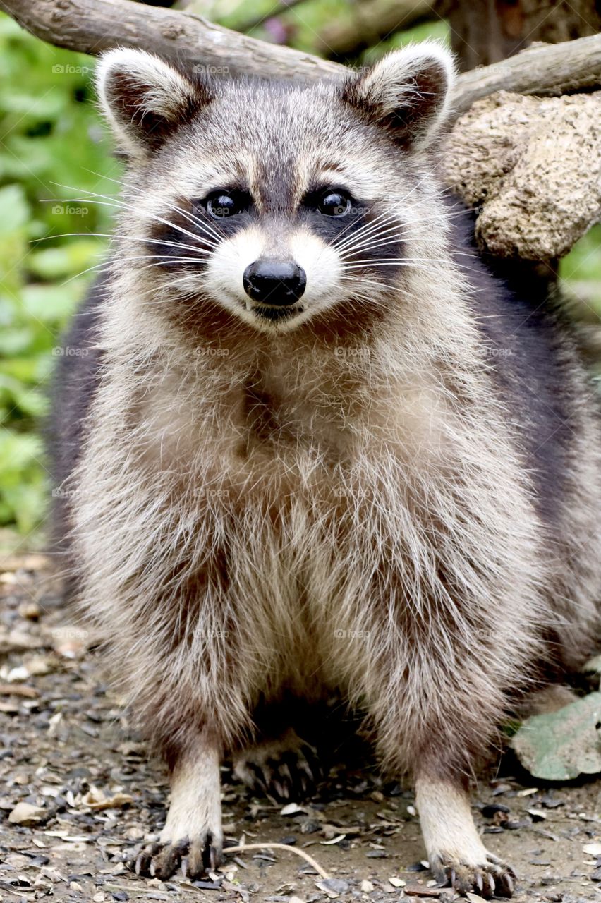 Cute smiling raccoon with his fang teeth sticking out