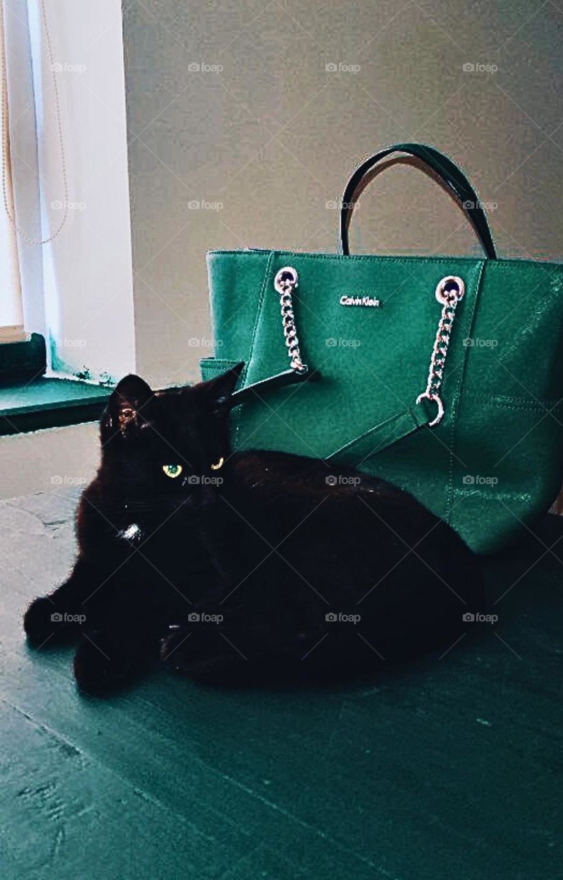 Cats and bags are the best accessories for women.