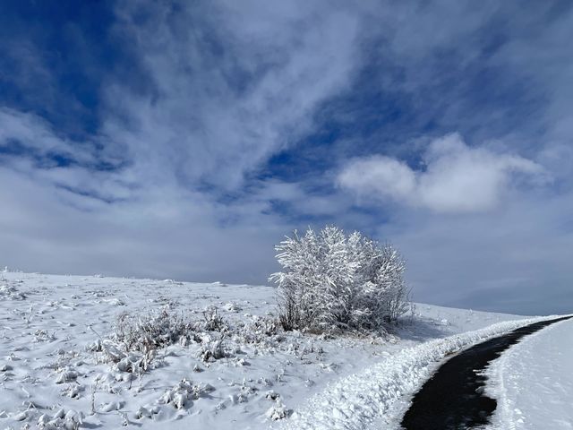 SNOW TREE WITH BLUE SKY