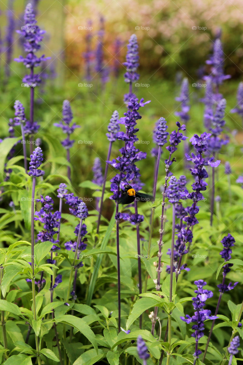 Lavender Garden