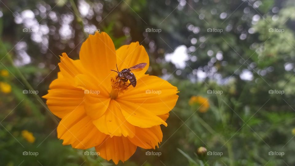 orange flower with a bee inside