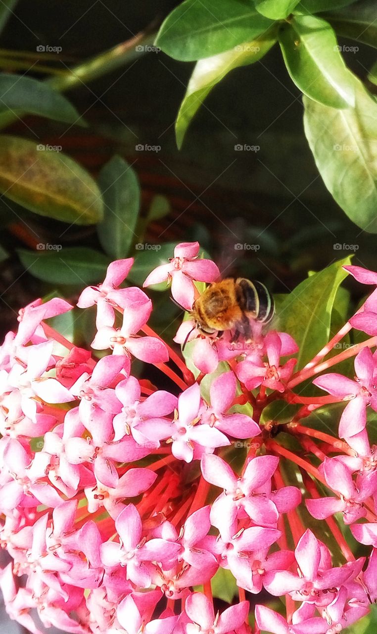 Bee