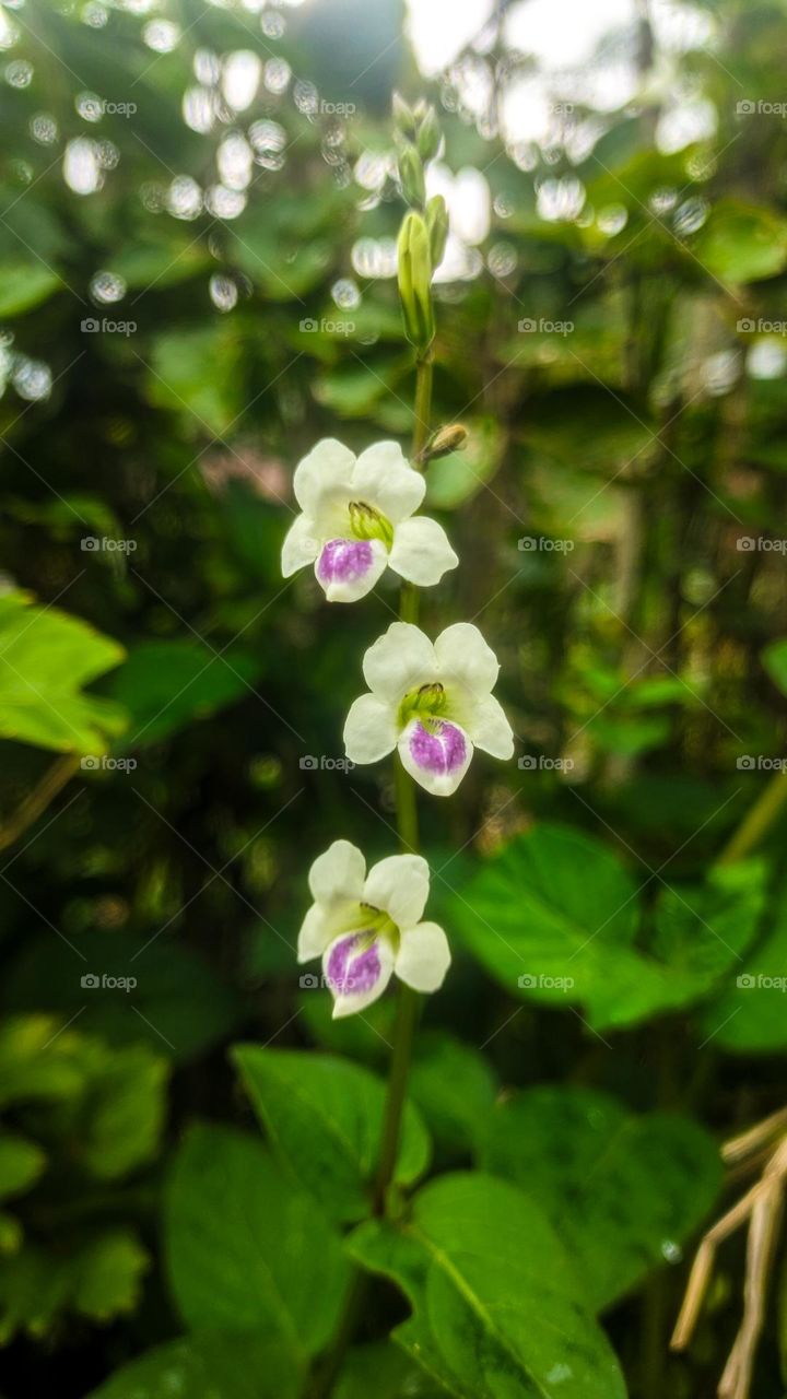 lovely little flower's petals, nice on sight, found on streetside while tripping