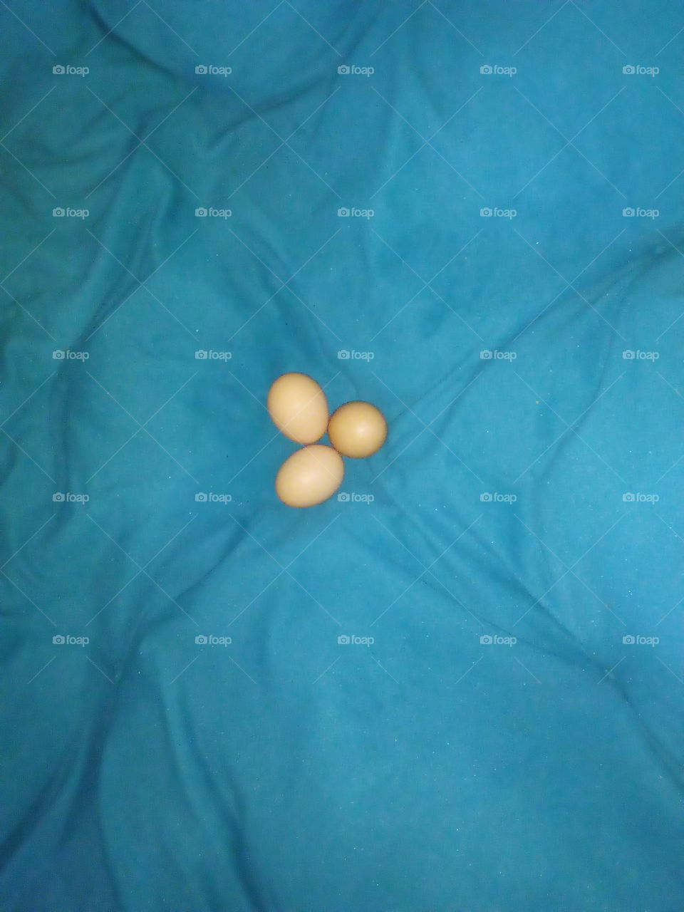 T.E.N. (Tiny. Egg. Nation.)!