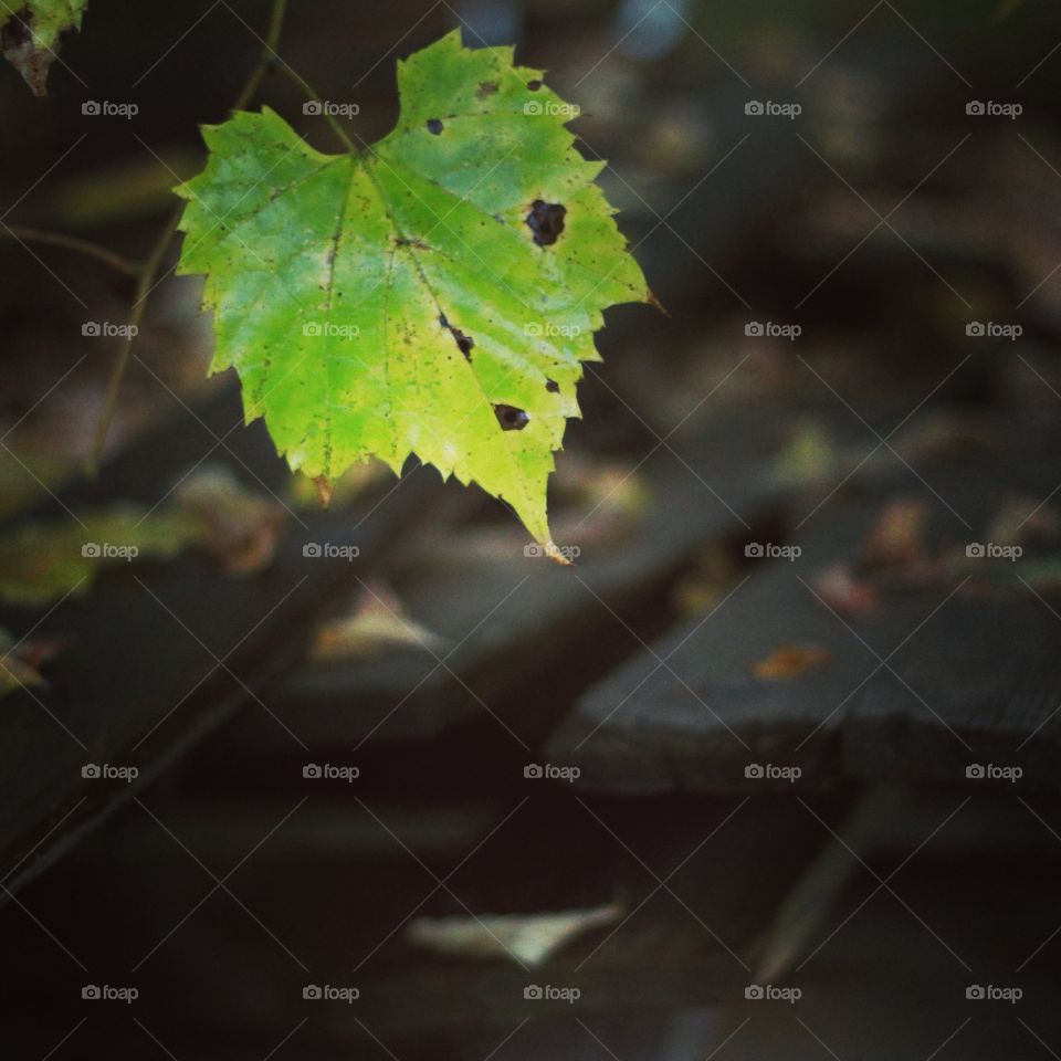 heart shaped leaf