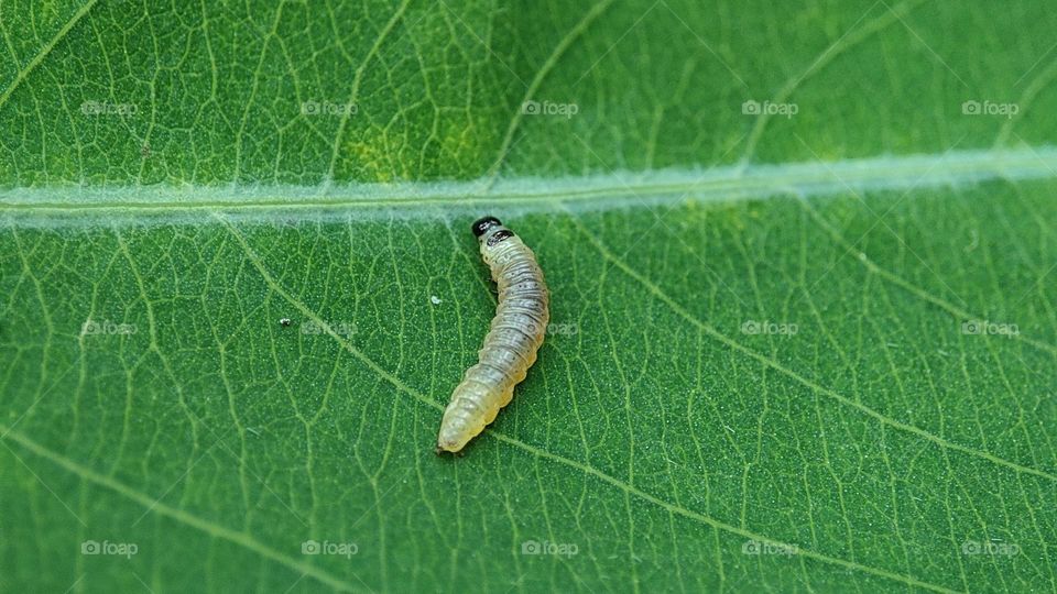 white colour maggot on a green leaf