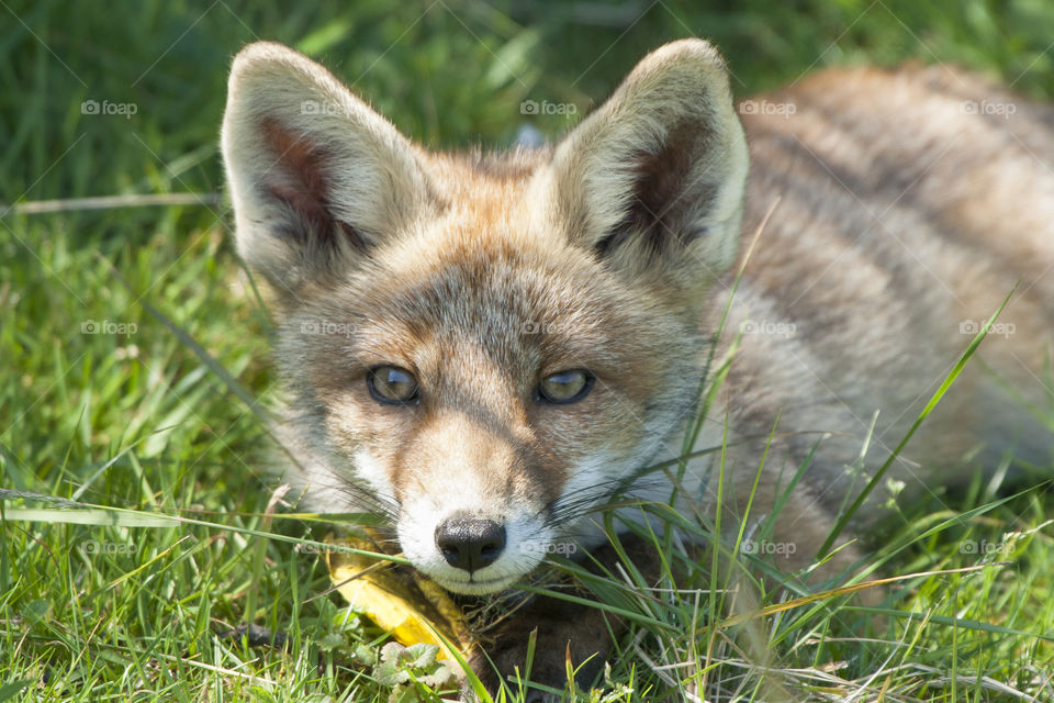 Young fox is lying in the grass 
