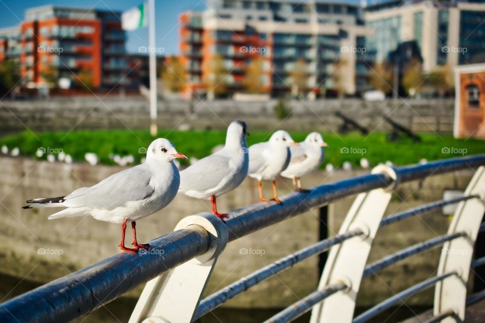 Birdwatching