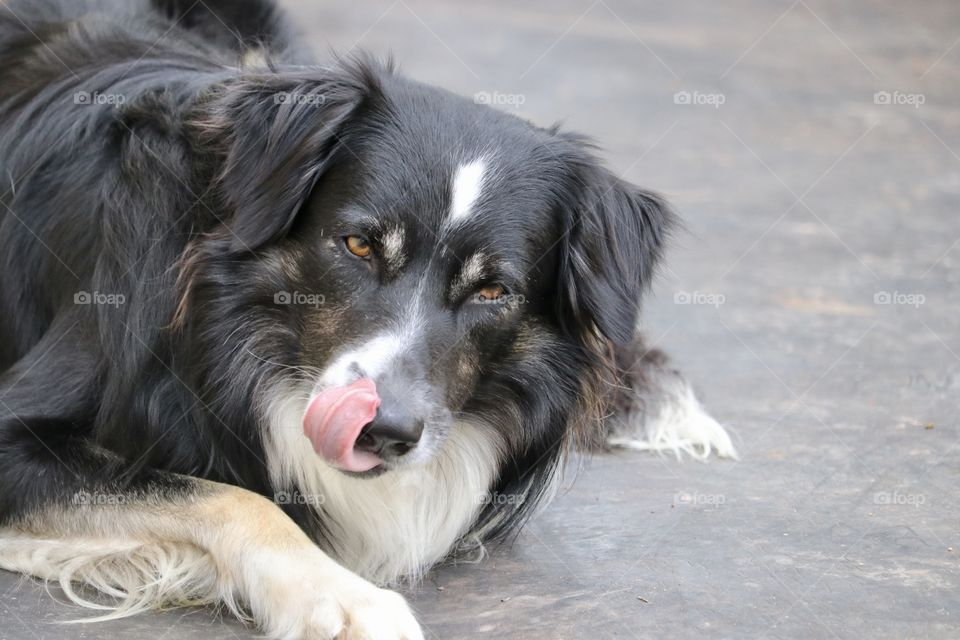 Border collie sheepdog tongue sticking out