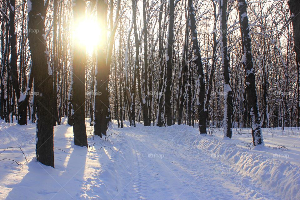 Path in a park in winter