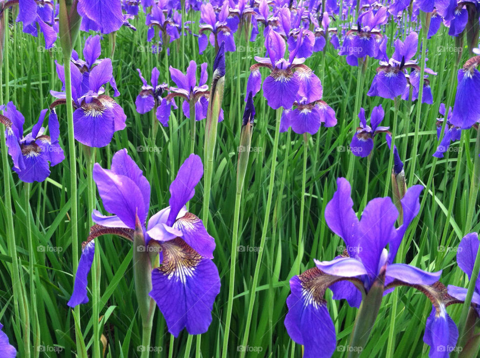 flowers garden purple summer by teresanto