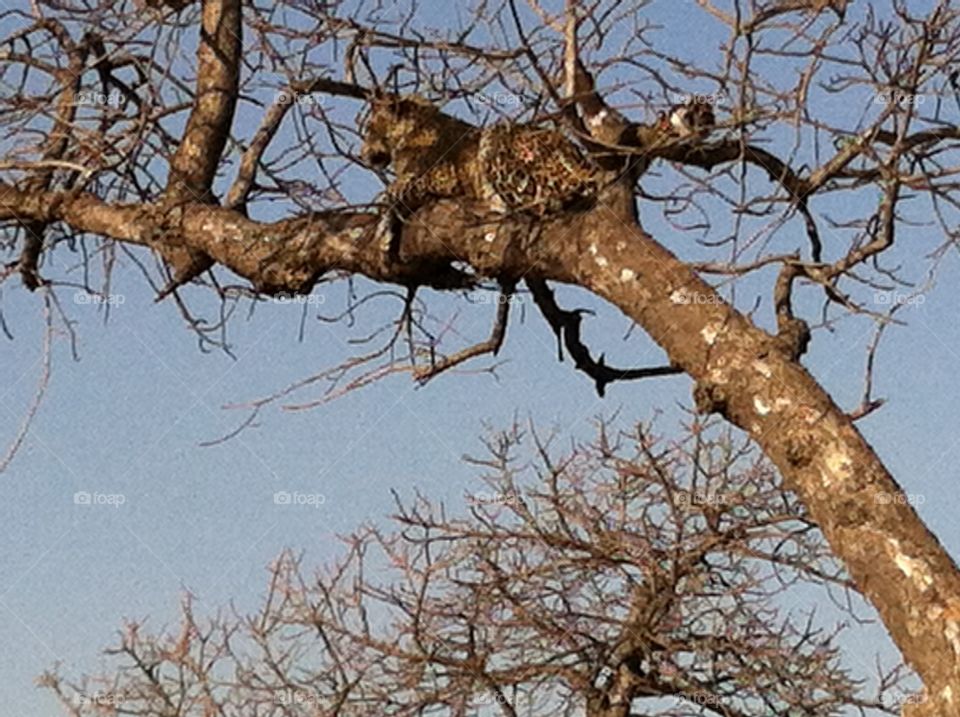 Young Leopard Practicing Hunting