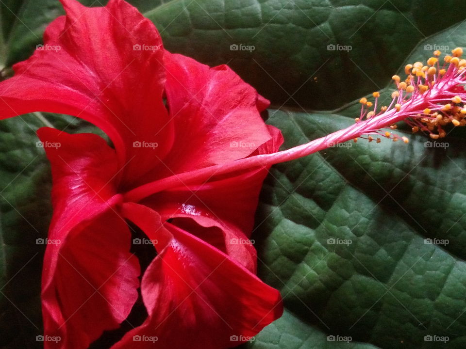 beauty of red flower
