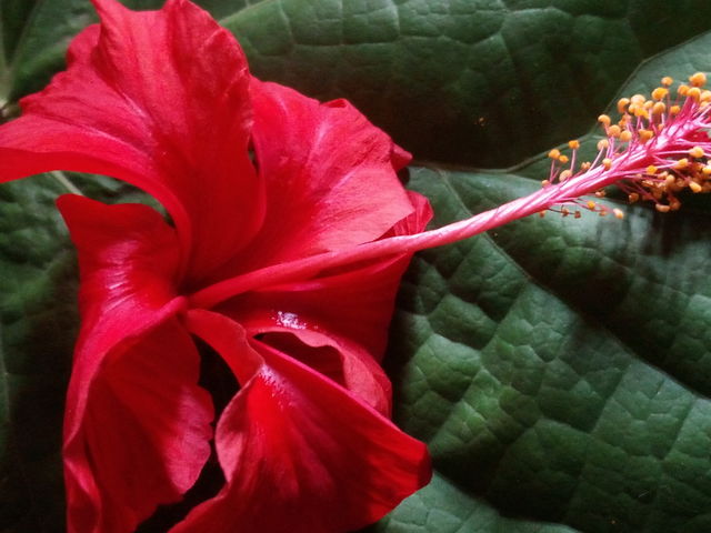 beauty of red flower