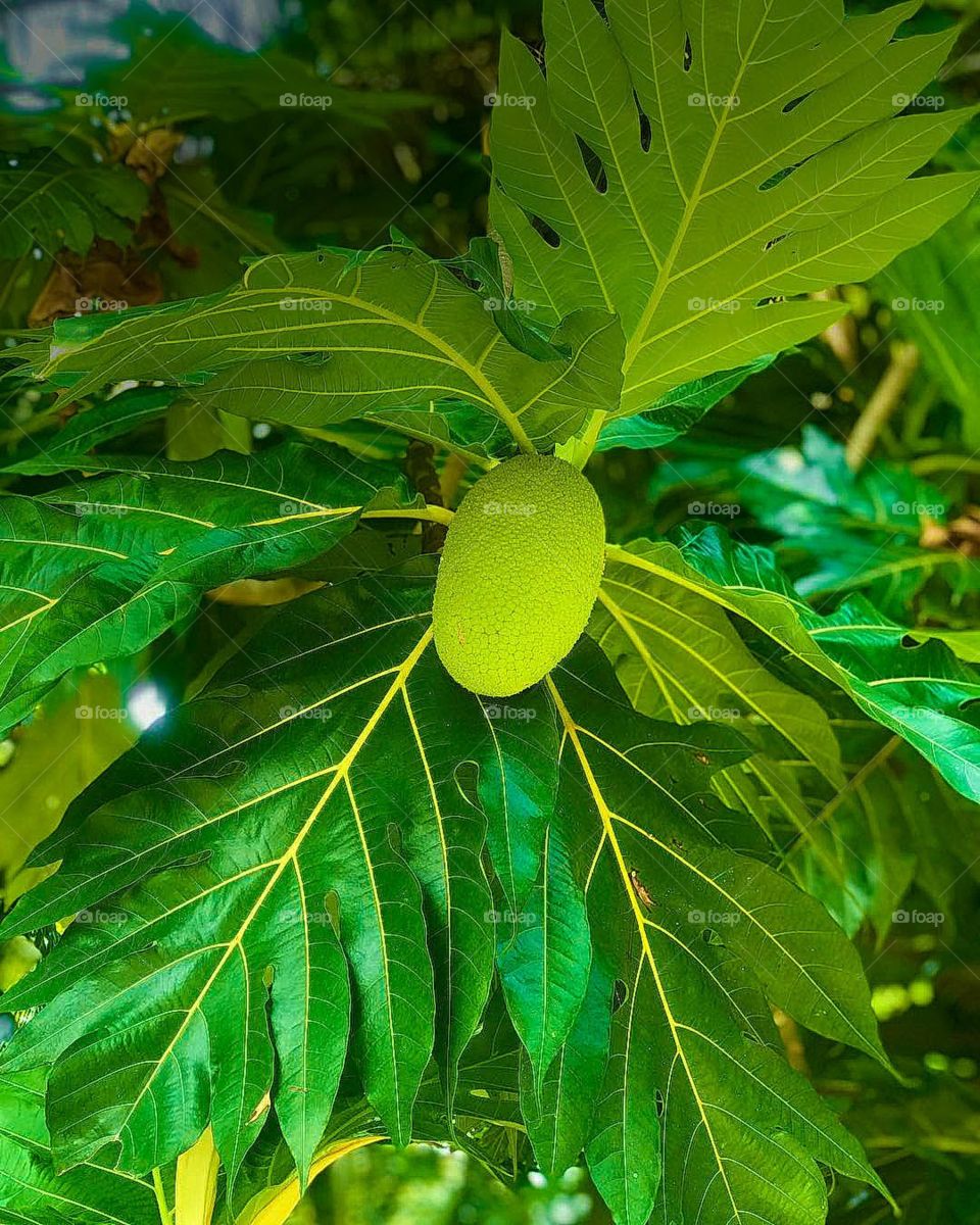Bread fruit is really tasty to make various type of foods.