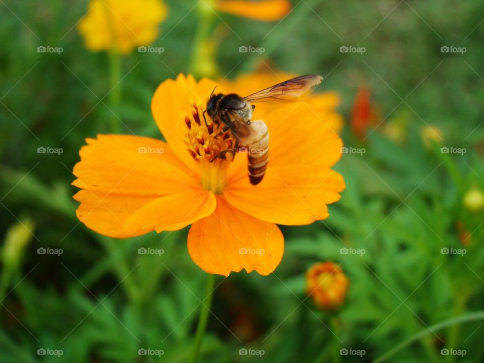 Bee in the flower