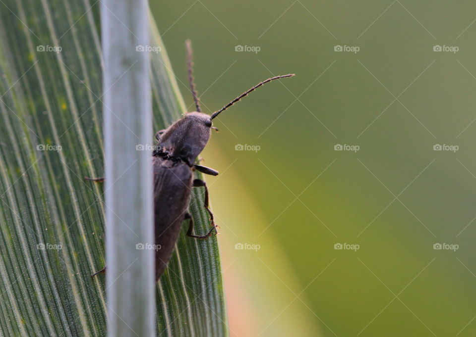 Black Beetle On Leaf