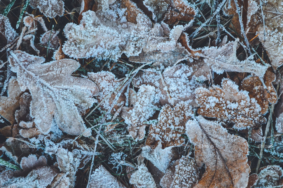 Old oak leafs on the ground covered in frost 