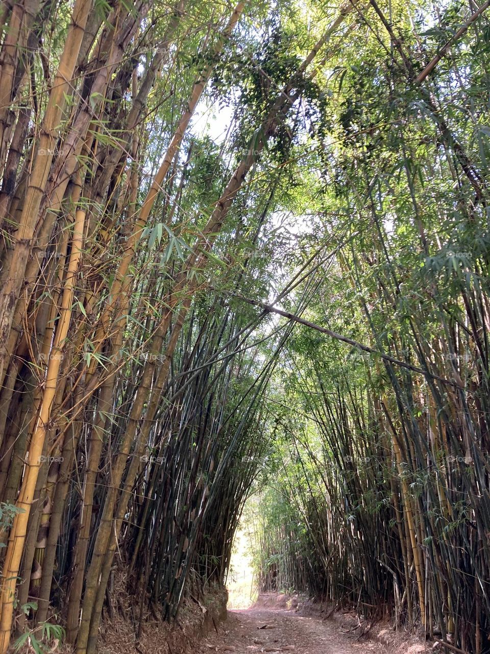 🇺🇸 A bamboo grove shading and covering the road!
 Here in Serra do Japi, the plants among us are in harmony with nature and everyday life. / 🇧🇷 Um bambuzal fazendo sombra e encobrindo a estrada! Aqui na Serra do Japi, as plantas entre nós!