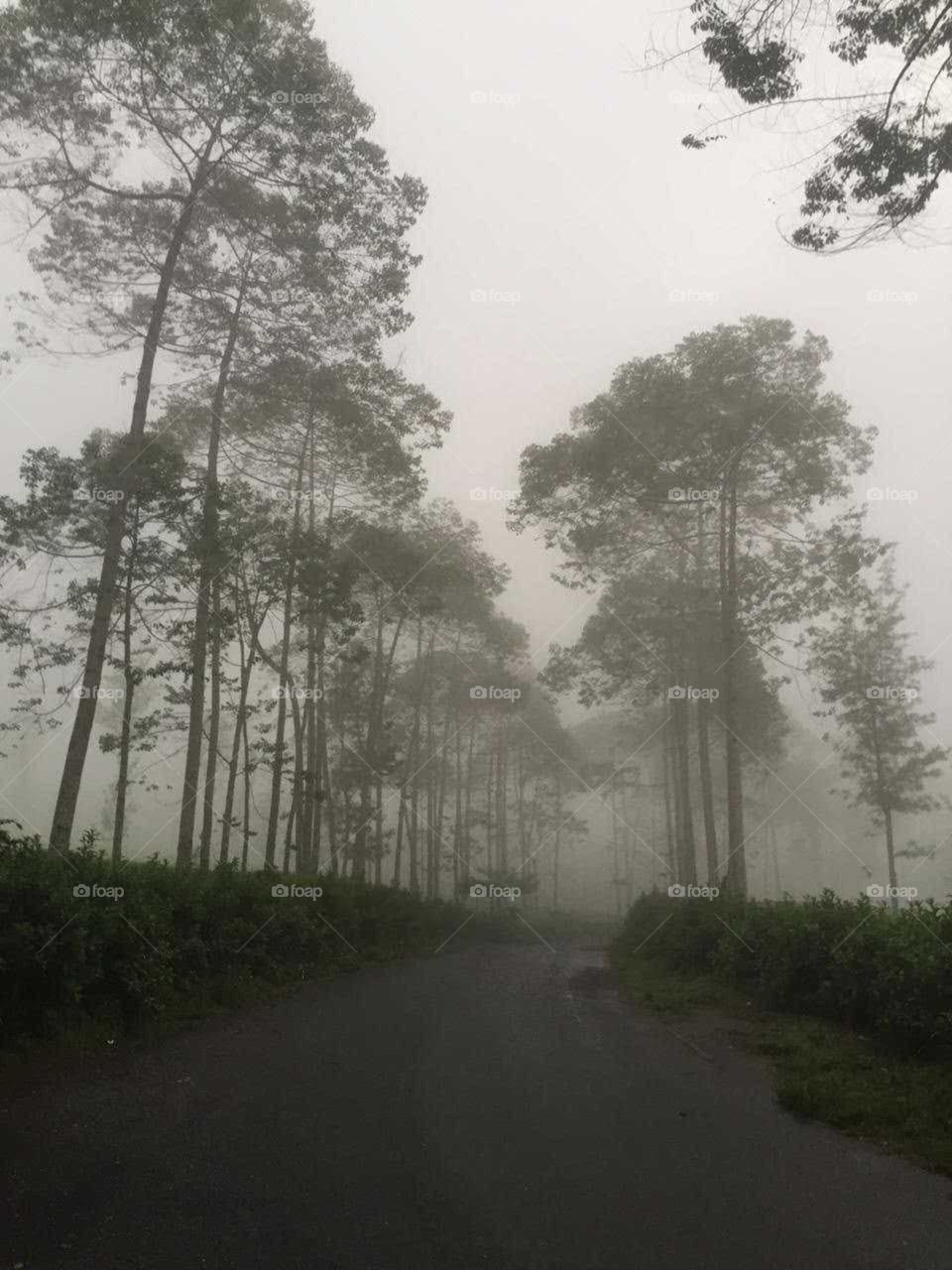 Rows of trees in the morning fog, somewhere in Central Jakarta. Refreshing cold air.