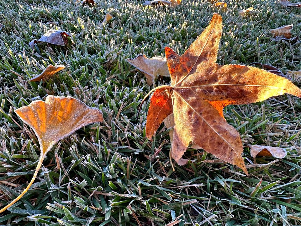 Frosty Marvels: Nature’s Icy Artistry - Surprise frost/ice - Notice a coating of ice crystals, formed by moisture in the air overnight, among other things. This ice usually forms as white ice crystals or frozen dew drops on the grounds surface