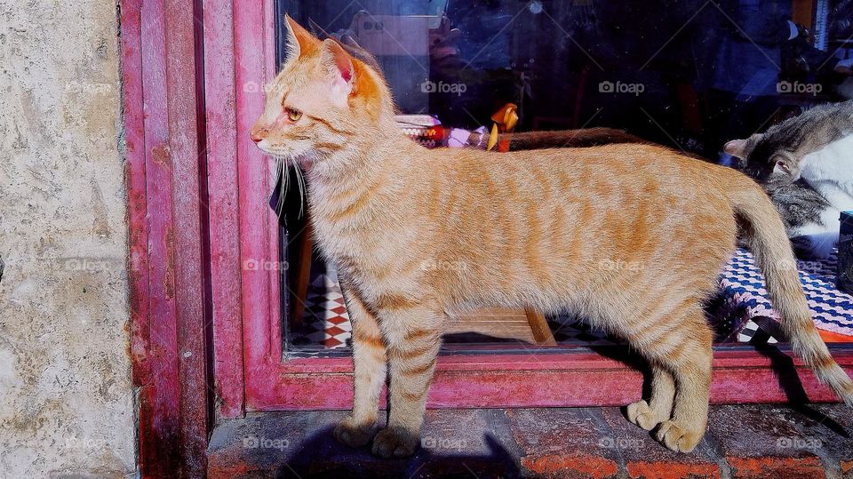 Cats of Istanbul
