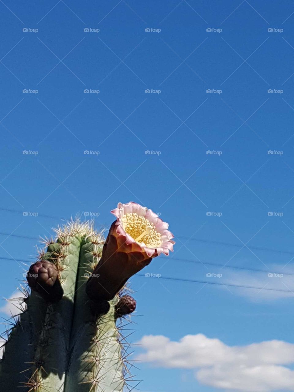cactus in the air with blue sky