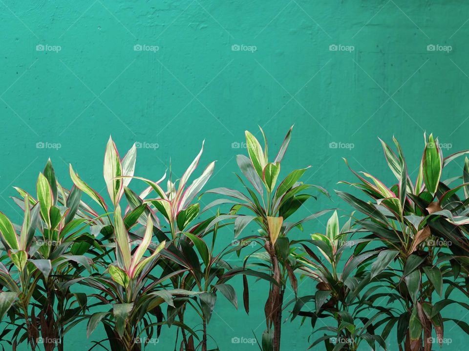 Tropical plants against a green wall