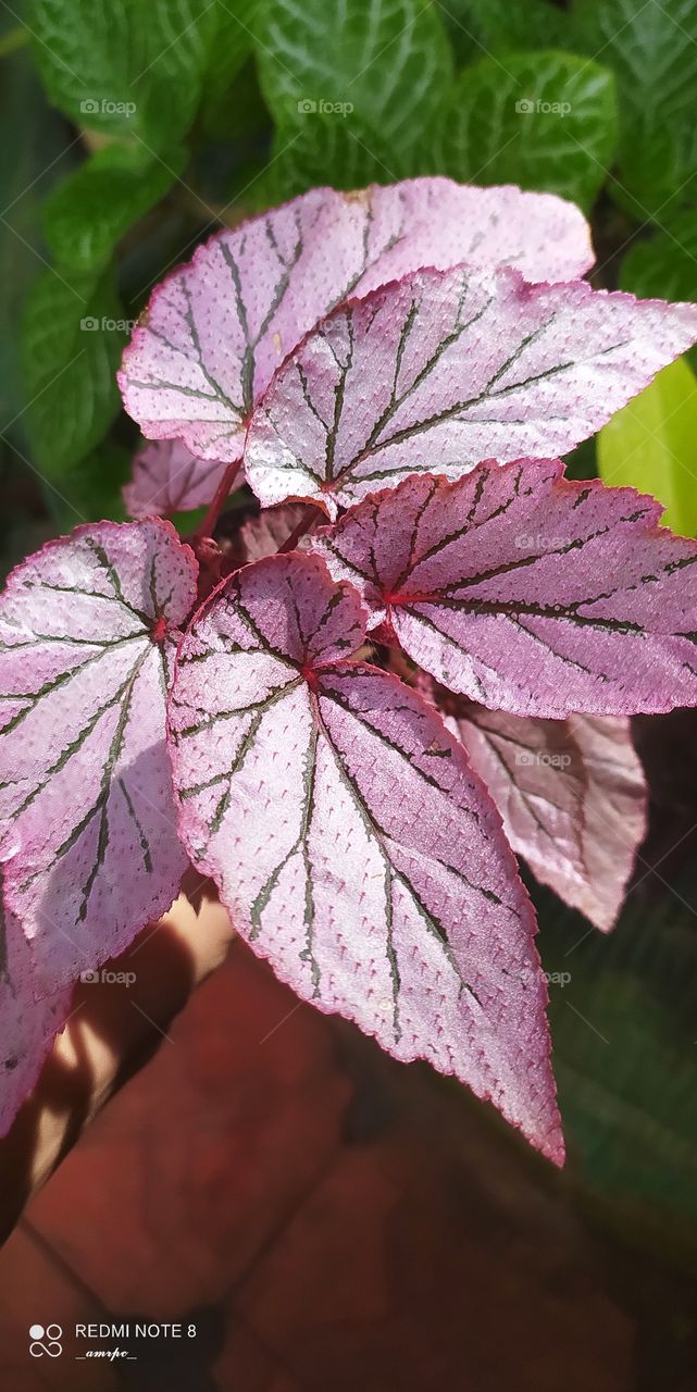 Bubblegummy Begonia foliages unfolding in the morning sun. Doesn't these leaves speckled with tiny protrudings look prettier than any flower out there?💕