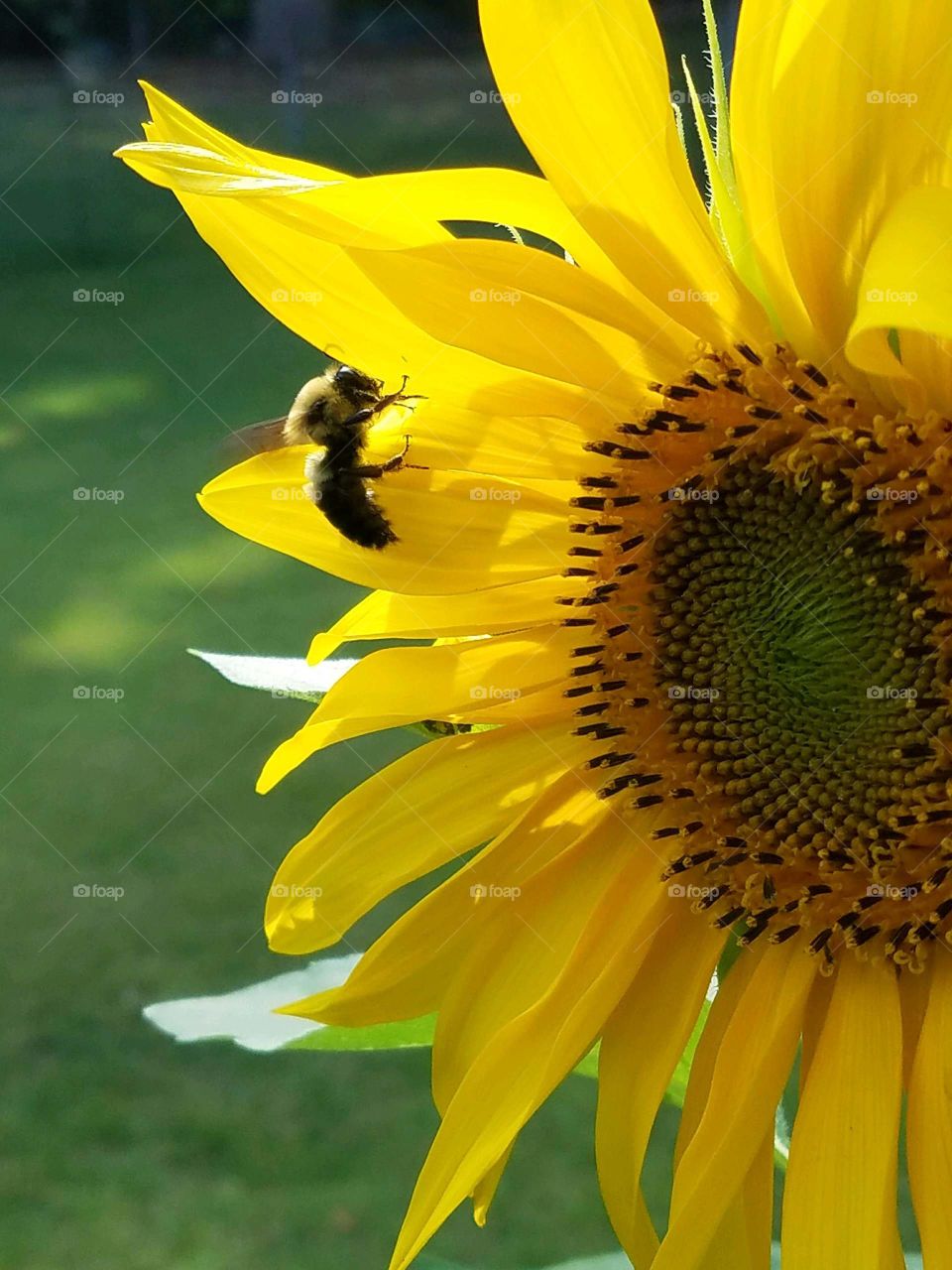 Sunflower in sunshine, bumblebee on petal, green grass in background.