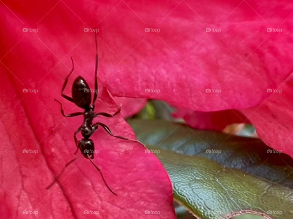 Ant