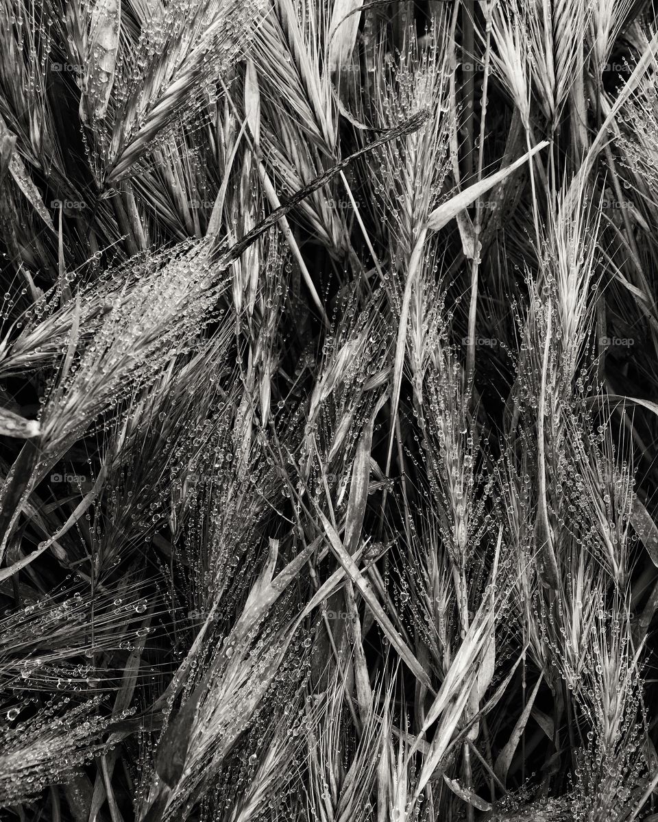 Dew on cattails Big Sur