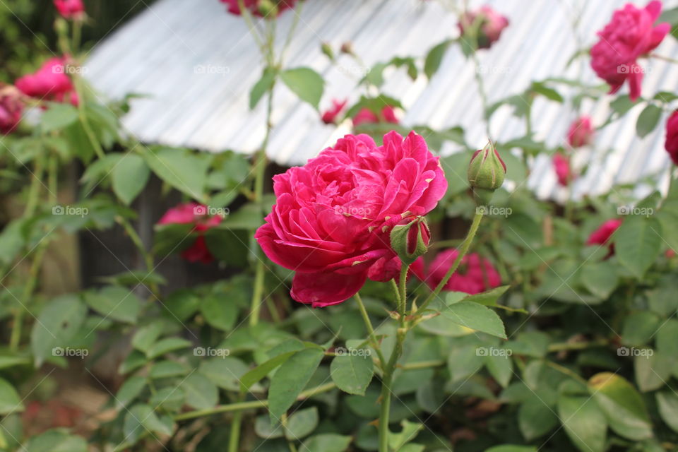 beautiful rose.