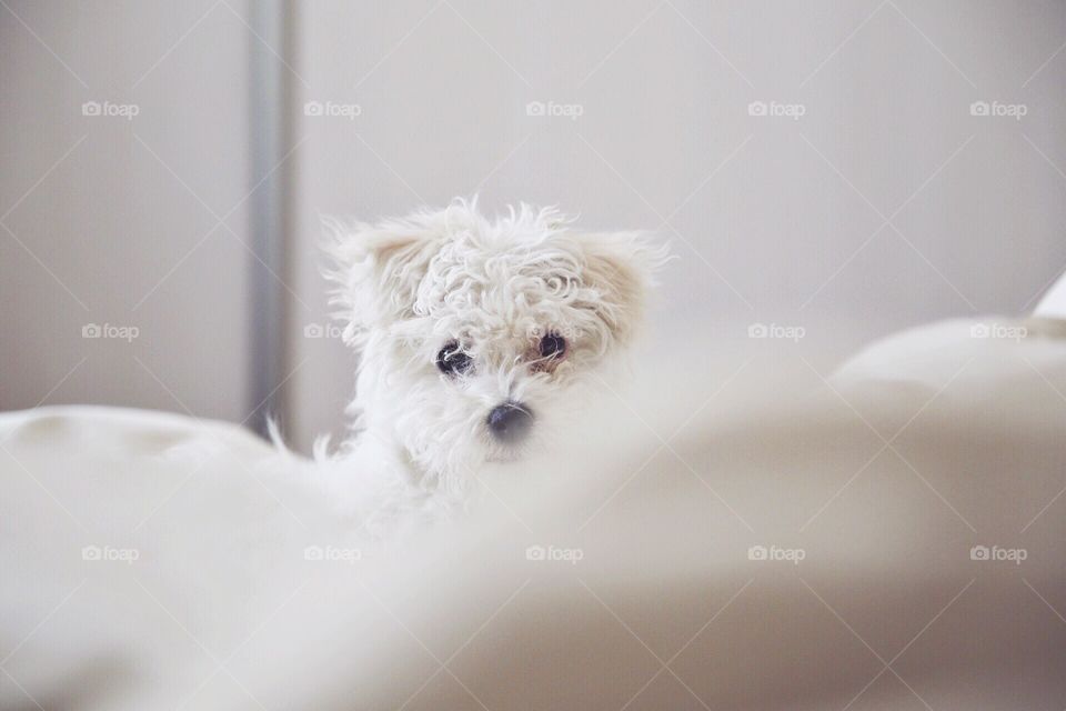 Mornin'. Morning bed puppy sheets nose fluffy cute white bedroom