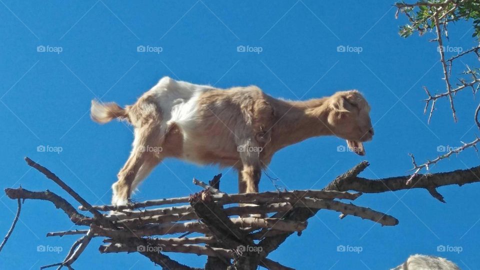 beautiful goat watching from high tree.